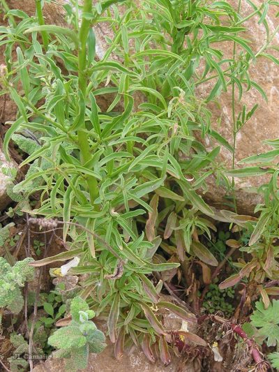 Antirrhinum braun-blanquetii, photographed by José Luis Camaño