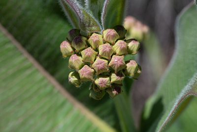 Asclepias lemmonii, photographed by Jeremiah Degenhardt