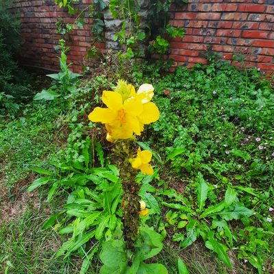 Verbascum phlomoides, photographed by Виктория Билоус