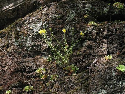 Linaria saxatilis, photographed by José Luis Camaño