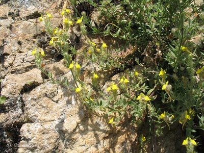 Linaria saxatilis, photographed by José Luis Camaño