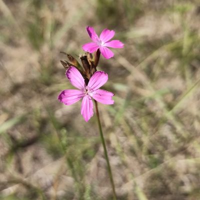Dianthus borbasii, photographed by Юлия Медведько