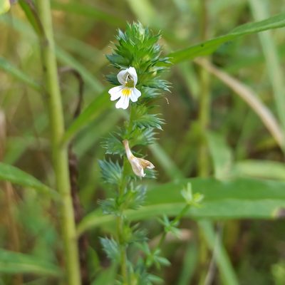 Euphrasia stricta, photographed by Юлия Медведько