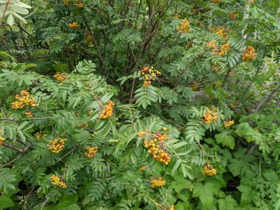 Sorbus scopulina, photographed by Timothy Kuhlman