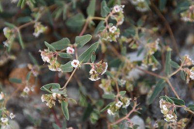 Euphorbia capitellata, photographed by Mike Ostrowski