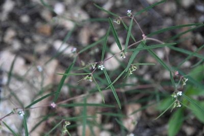Euphorbia florida, photographed by Mike Ostrowski