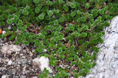Selaginella arizonica, photographed by Mike Ostrowski