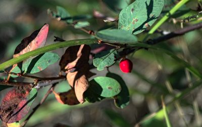 Lonicera microphylla, photographed by Pavel Komkov