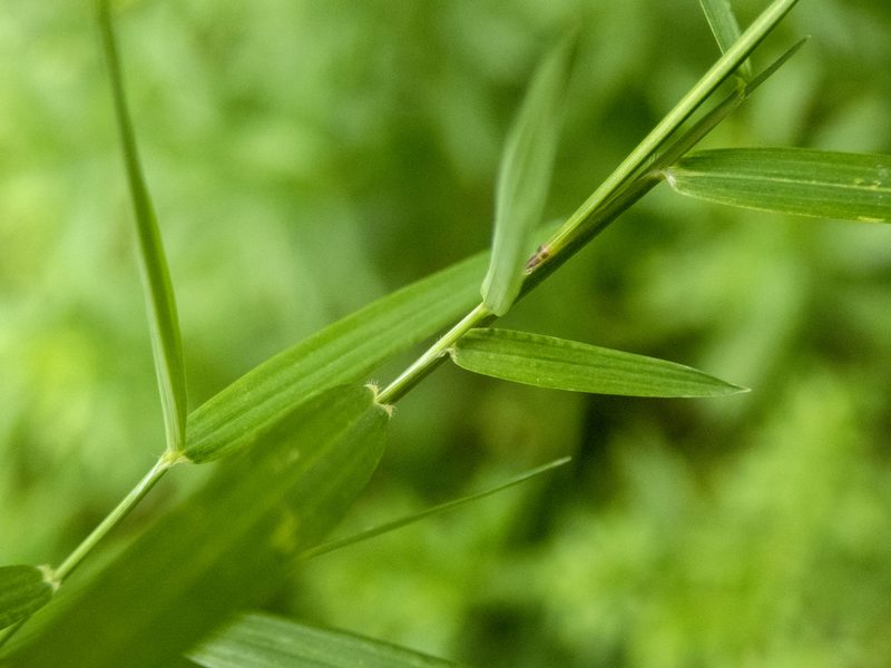 Muhlenbergia schreberi, photographed by Randy A Nonenmacher
