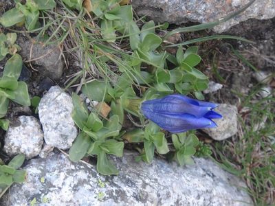 Gentiana alpina, photographed by Ben Costamagna