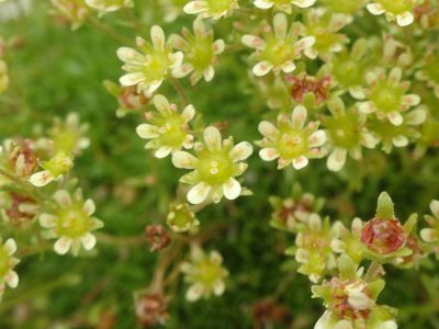 Saxifraga moschata, photographed by Ben Costamagna