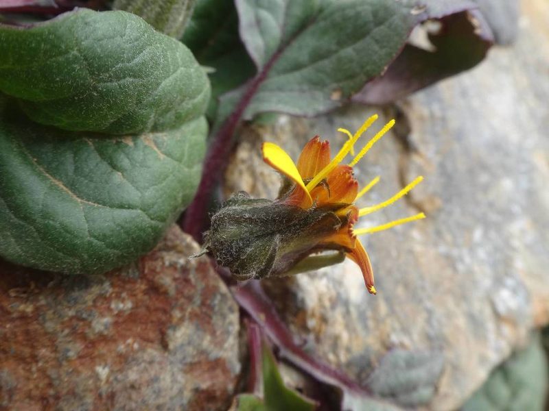 Crepis pygmaea, photographed by Ben Costamagna