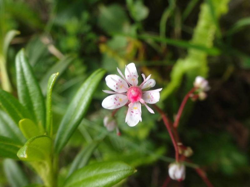 Saxifraga umbrosa, photographed by Ben Costamagna
