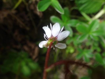 Saxifraga umbrosa, photographed by Ben Costamagna
