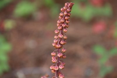 Pterospora andromedea, photographed by Millie Basden