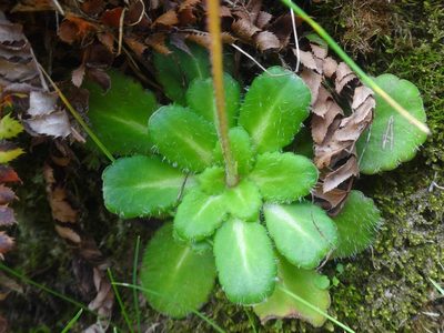 Saxifraga umbrosa, photographed by Ben Costamagna