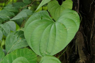 Dioscorea wallichii, photographed by Dinesh Valke