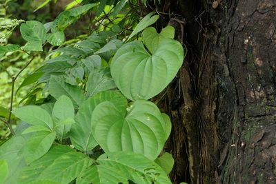 Dioscorea wallichii, photographed by Dinesh Valke