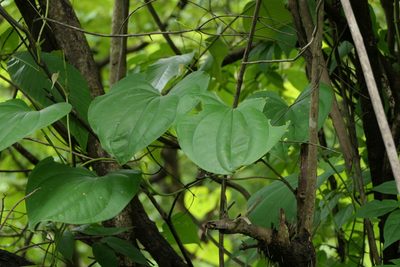Dioscorea wallichii, photographed by Dinesh Valke