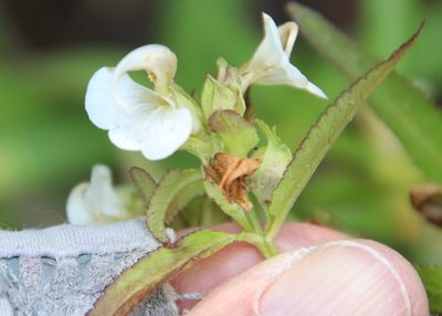 Pedicularis racemosa