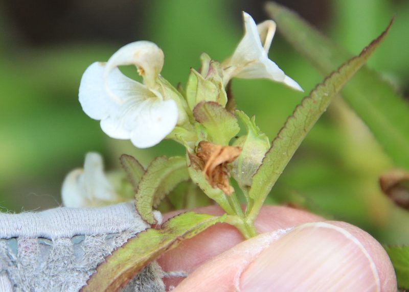 Pedicularis racemosa, photographed by Millie Basden