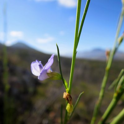 Psoralea diturnerae, photographed by Di Turner