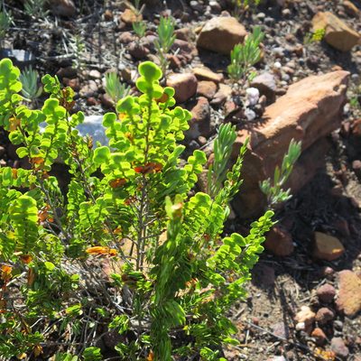 Cliffortia pulchella, photographed by Di Turner