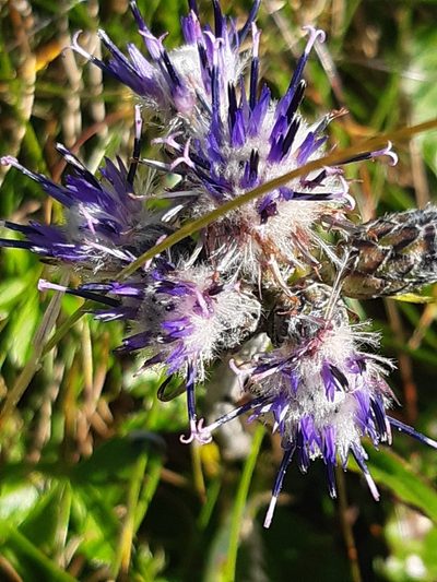 Saussurea discolor, photographed by Martin Scheuch