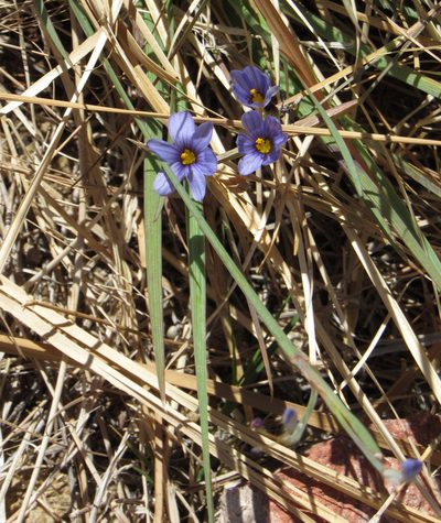 Sisyrinchium funereum, photographed by Wendy McCrady