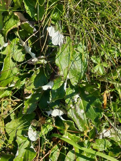 Saussurea discolor, photographed by Martin Scheuch