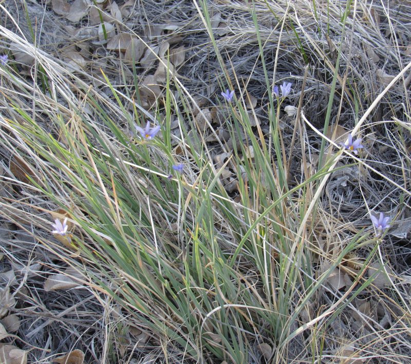 Sisyrinchium funereum, photographed by Wendy McCrady