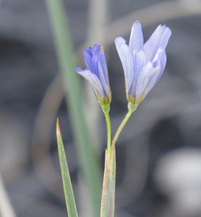 Sisyrinchium funereum, photographed by Wendy McCrady