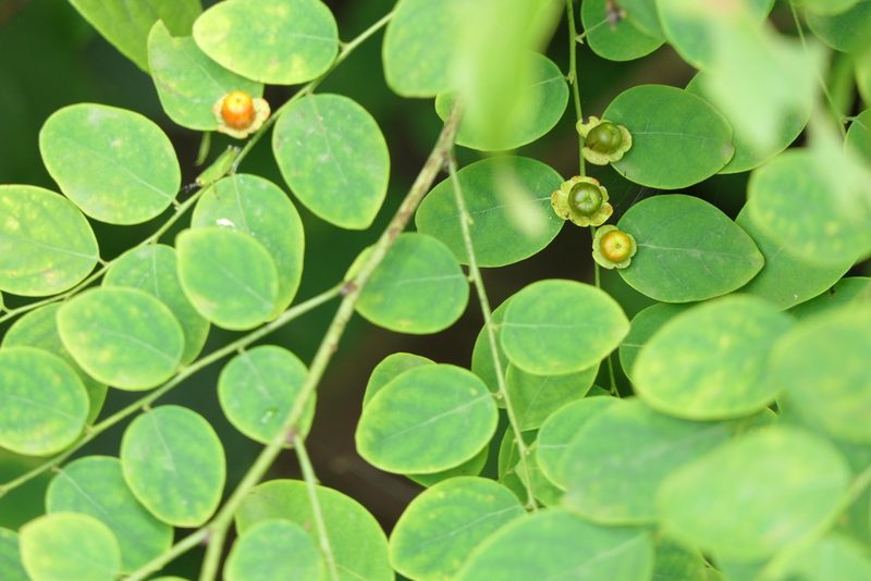 Breynia retusa, photographed by Dinesh Valke