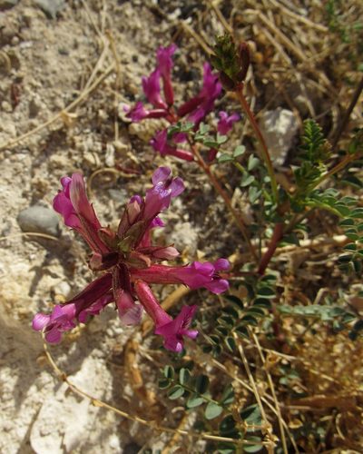 Astragalus preussii, photographed by Wendy McCrady
