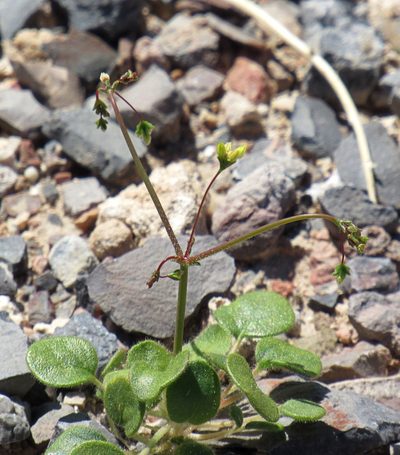 Eriogonum contiguum, photographed by Wendy McCrady