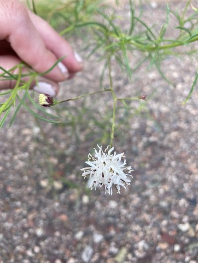 Hymenothrix wrightii, photographed by J.R.Frey