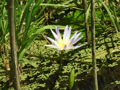 Nymphaea elegans, photographed by Francisco Farriols Sarabia