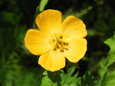 Kallstroemia californica, photographed by Francisco Farriols Sarabia