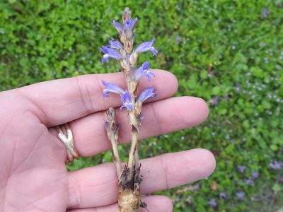 Orobanche ramosa, photographed by Sam Kieschnick