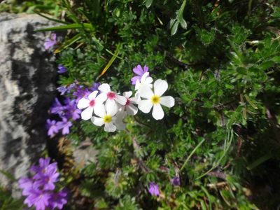 Androsace villosa, photographed by Ben Costamagna
