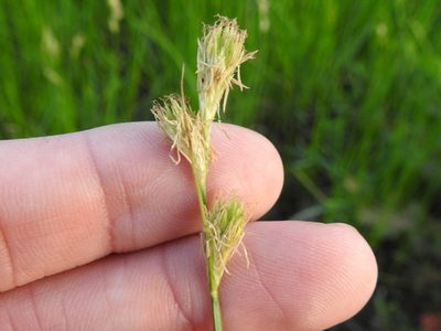 Carex tetrastachya, photographed by Sam Kieschnick