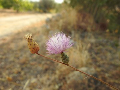 Mantisalca salmantica, photographed by Duarte Frade