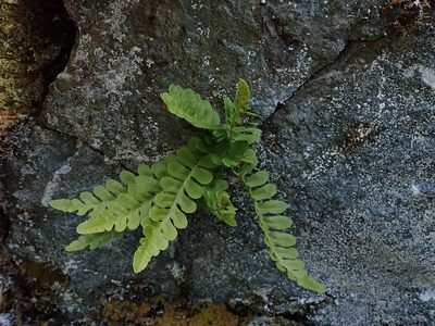 Polypodium amorphum, photographed by Nolan Exe