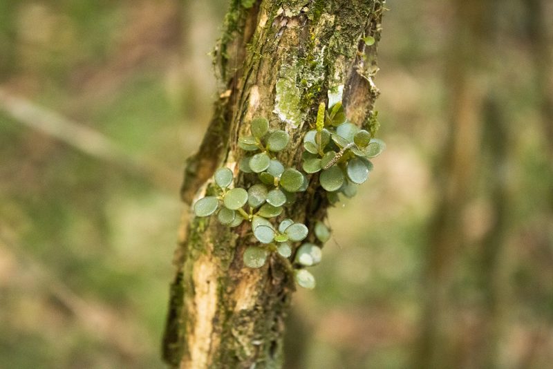 Peperomia catharinae, photographed by Cristiane Colodel