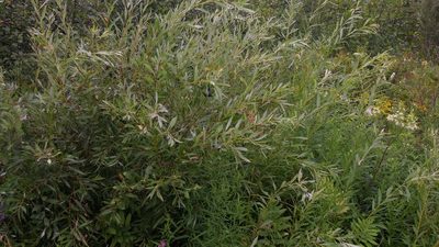 Salix petiolaris, photographed by Loopy30