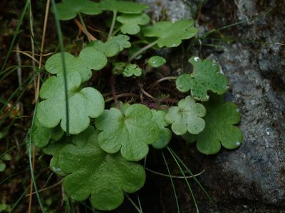 Romanzoffia sitchensis, photographed by Nolan Exe