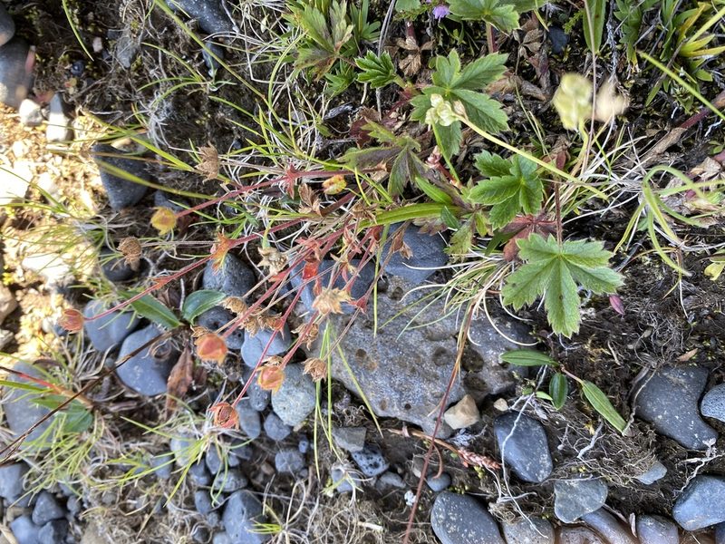 Potentilla crantzii, photographed by Alan Weakley