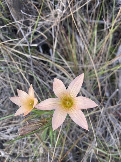 Romulea dichotoma, photographed by Justin Ponder