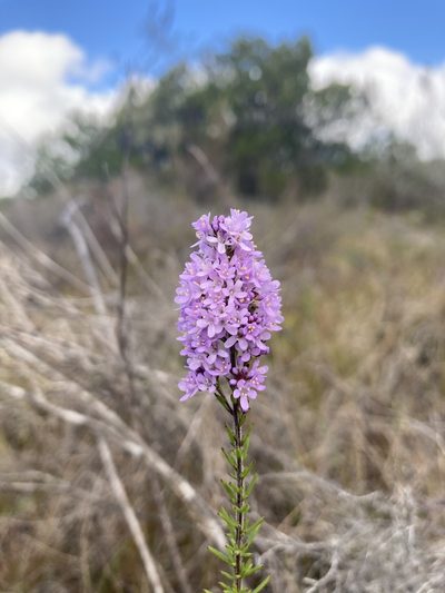 Selago canescens, photographed by Justin Ponder