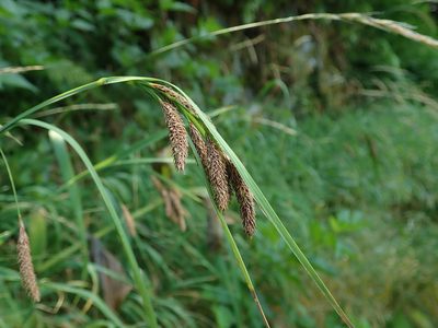 Carex mertensii, photographed by Nolan Exe